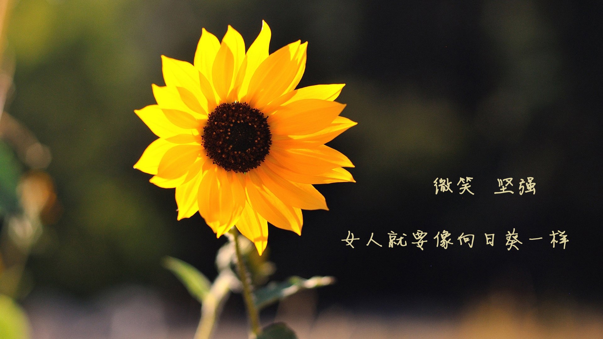 农业灌溉装置有哪些设备组成(农业灌溉产品)